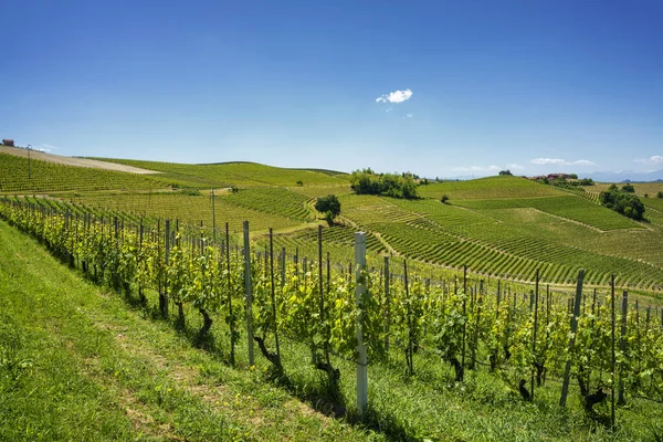 Paisaje Rural Viñedos Primavera Langhe Provincia Cuneo Piamonte Italia Patrimonio —  Fotos de Stock