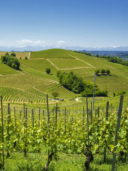 Ländliche Landschaft Der Weinberge Frühling Langhe Provinz Cuneo Piemont Italien — Stockfoto