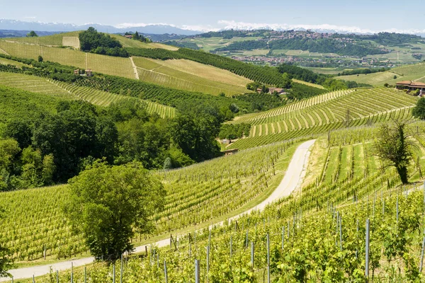 Landsbygdslandskap Våren Langhe Cuneoprovinsen Piemonte Italien Unescos Världsarv — Stockfoto