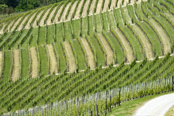 Сельский Пейзаж Виноградников Весной Ланге Провинция Кунео Пьемонт Италия Объект — стоковое фото