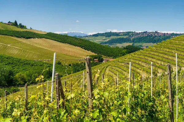 Venkovská Krajina Vinic Jaře Langhe Cuneo Provincie Piemont Itálie Unesco — Stock fotografie