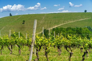 Bahar zamanı Langhe, Cuneo Eyaleti, Piedmont, İtalya, Unesco Dünya Mirası Bölgesi 'ndeki üzüm bağlarının kırsal manzarası.