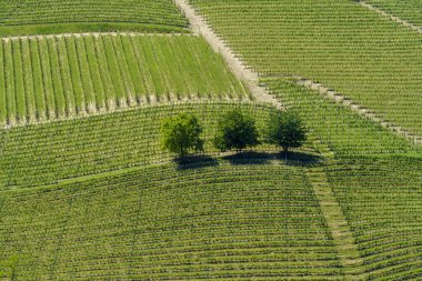 Bahar zamanı Langhe, Cuneo Eyaleti, Piedmont, İtalya, Unesco Dünya Mirası Bölgesi 'ndeki üzüm bağlarının kırsal manzarası.