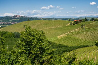 Bahar zamanı Langhe, Cuneo Eyaleti, Piedmont, İtalya, Unesco Dünya Mirası Bölgesi 'ndeki üzüm bağlarının kırsal manzarası.