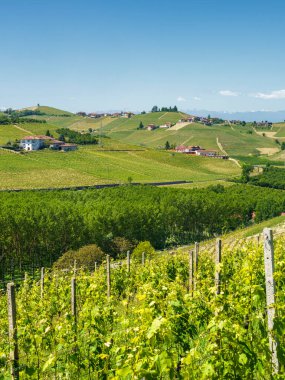 Bahar zamanı Langhe, Cuneo Eyaleti, Piedmont, İtalya, Unesco Dünya Mirası Bölgesi 'ndeki üzüm bağlarının kırsal manzarası.