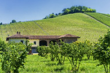 Bahar zamanı Langhe, Cuneo Eyaleti, Piedmont, İtalya, Unesco Dünya Mirası Bölgesi 'ndeki üzüm bağlarının kırsal manzarası.