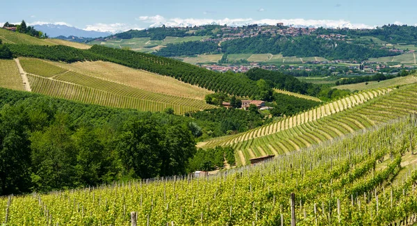 Vidéki Táj Szőlőültetvények Tavasszal Langhe Cuneo Tartomány Piemont Olaszország Unesco — Stock Fotó