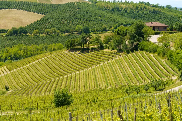 Krajobraz Wiejski Winnic Wiosnę Langhe Prowincja Cuneo Piemont Włochy Unesco — Zdjęcie stockowe