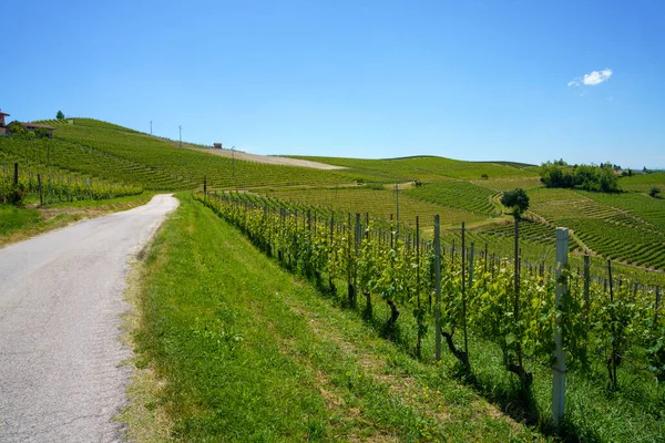 Paisaje Rural Viñedos Primavera Langhe Provincia Cuneo Piamonte Italia Patrimonio —  Fotos de Stock