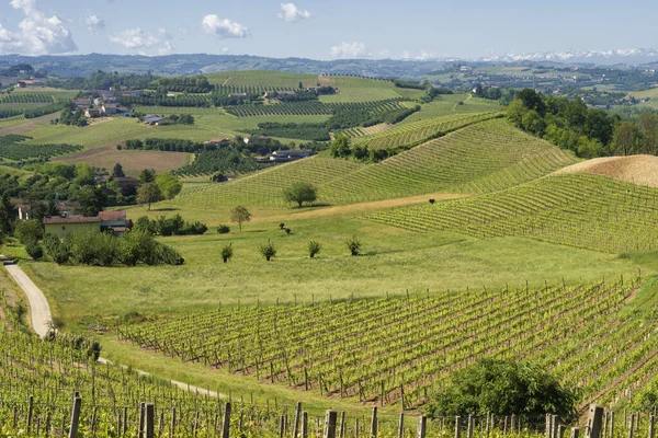 Paisagem Rural Vinhas Primavera Langhe Província Cuneo Piemonte Itália Patrimônio — Fotografia de Stock