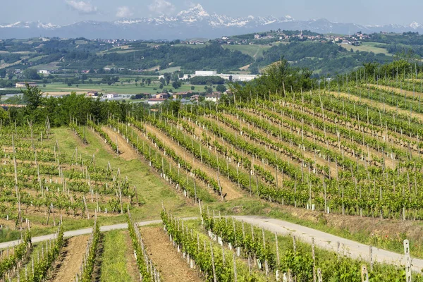 Paisagem Rural Vinhas Primavera Langhe Província Cuneo Piemonte Itália Patrimônio — Fotografia de Stock