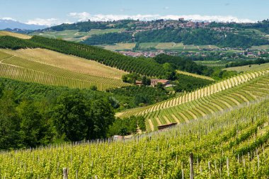 Bahar zamanı Langhe, Cuneo Eyaleti, Piedmont, İtalya, Unesco Dünya Mirası Bölgesi 'ndeki üzüm bağlarının kırsal manzarası.