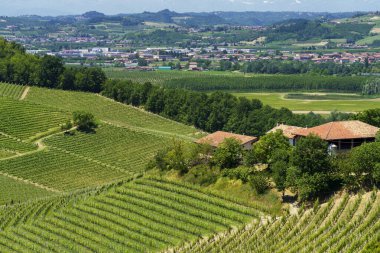 Bahar zamanı Langhe, Cuneo Eyaleti, Piedmont, İtalya, Unesco Dünya Mirası Bölgesi 'ndeki üzüm bağlarının kırsal manzarası.