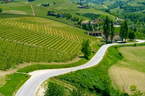 Paesaggio Rurale Vigneti Primavera Nelle Langhe Provincia Cuneo Piemonte Italia — Foto Stock