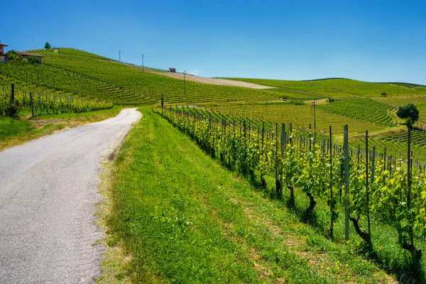 Vidéki Táj Szőlőültetvények Tavasszal Langhe Cuneo Tartomány Piemont Olaszország Unesco — Stock Fotó