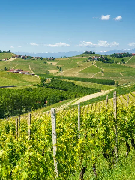 Paisaje Rural Viñedos Primavera Langhe Provincia Cuneo Piamonte Italia Patrimonio —  Fotos de Stock