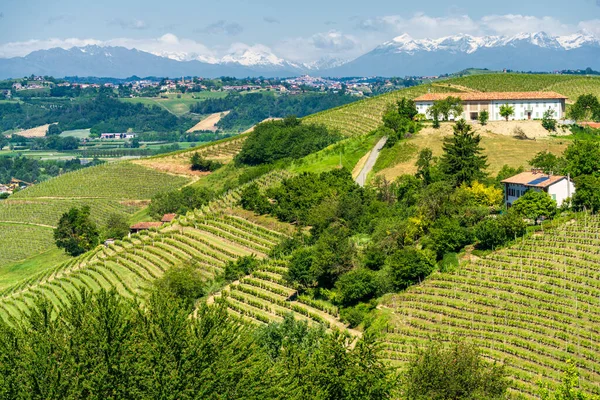 Krajobraz Wiejski Winnic Wiosnę Langhe Prowincja Cuneo Piemont Włochy Unesco — Zdjęcie stockowe