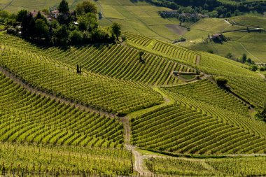Bahar zamanı Langhe 'de Alba, Cuneo ili, Piedmont, İtalya, Unesco Dünya Mirası Bölgesi yakınlarındaki üzüm bağlarının kırsal manzarası.
