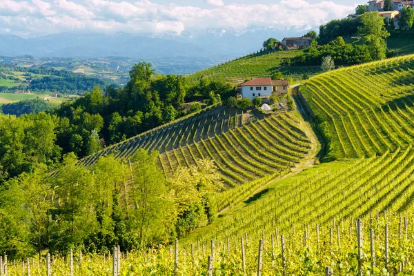 Rural Landscape Vineyards Springtime Langhe Alba Cuneo Province Piedmont Italy — Stock Photo, Image