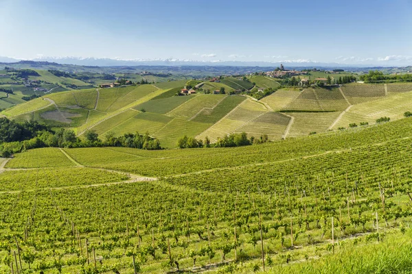 Venkovská Krajina Vinic Jaře Langhe Alby Provincie Cuneo Piemont Itálie — Stock fotografie