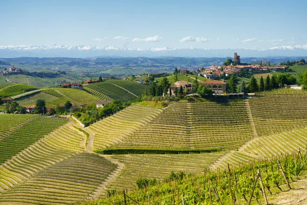 Paisagem Rural Vinhas Primavera Langhe Perto Alba Província Cuneo Piemonte — Fotografia de Stock