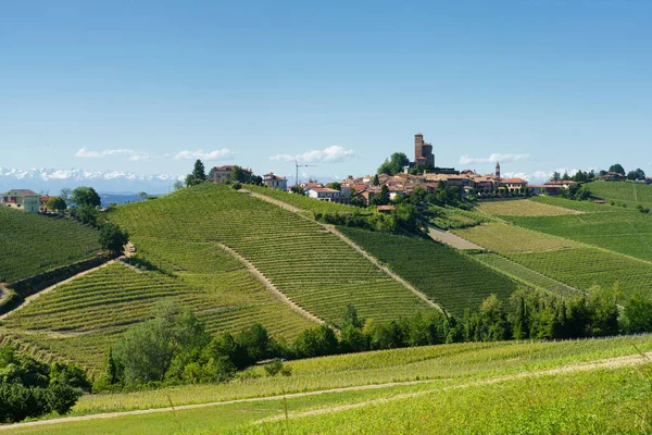 Venkovská Krajina Vinic Jaře Langhe Alby Provincie Cuneo Piemont Itálie — Stock fotografie