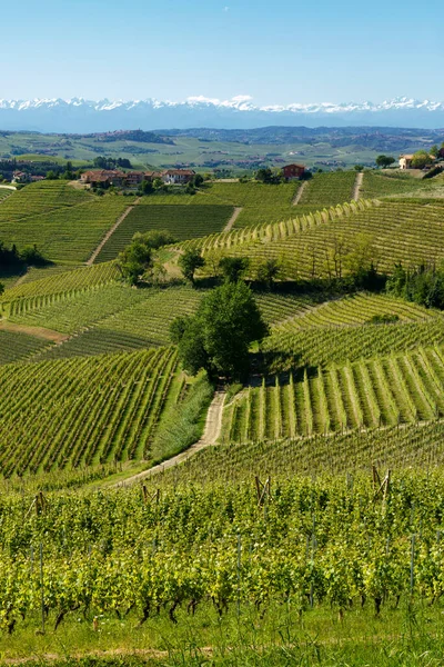 Vidéki Táj Szőlőültetvények Tavasszal Langhe Közelében Alba Cuneo Tartomány Piemont — Stock Fotó