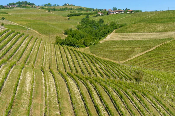 Paisagem Rural Vinhas Primavera Langhe Perto Alba Província Cuneo Piemonte — Fotografia de Stock