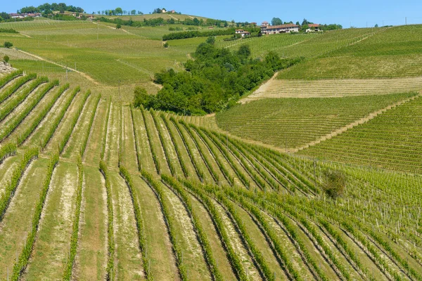 Paisaje Rural Viñedos Primavera Langhe Cerca Alba Provincia Cuneo Piamonte —  Fotos de Stock