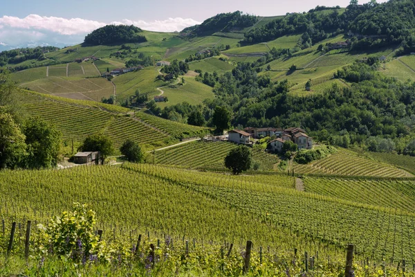 Vidéki Táj Szőlőültetvények Tavasszal Langhe Közelében Alba Cuneo Tartomány Piemont — Stock Fotó