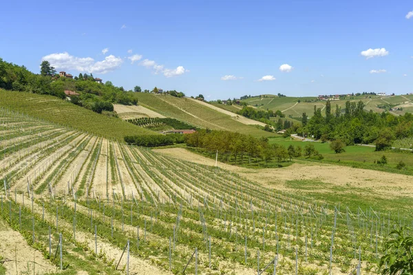 Krajobraz Wiejski Winnic Wiosnę Langhe Prowincja Cuneo Piemont Włochy Unesco — Zdjęcie stockowe