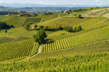 Bahar zamanı Langhe 'de Alba, Cuneo ili, Piedmont, İtalya, Unesco Dünya Mirası Bölgesi yakınlarındaki üzüm bağlarının kırsal manzarası.