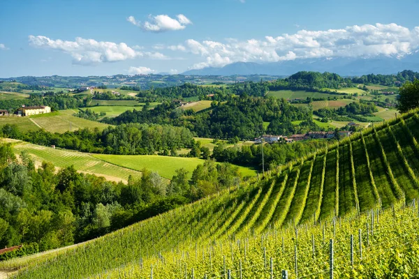 Krajobraz Wiejski Winnic Wiosnę Langhe Koło Alby Prowincja Cuneo Piemont — Zdjęcie stockowe