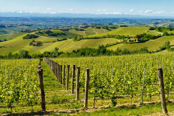 Krajobraz Wiejski Winnic Wiosnę Langhe Koło Alby Prowincja Cuneo Piemont — Zdjęcie stockowe