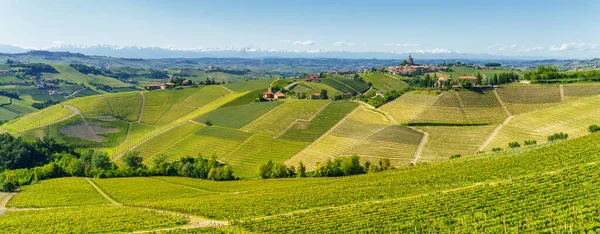 Krajobraz Wiejski Winnic Wiosnę Langhe Koło Alby Prowincja Cuneo Piemont — Zdjęcie stockowe