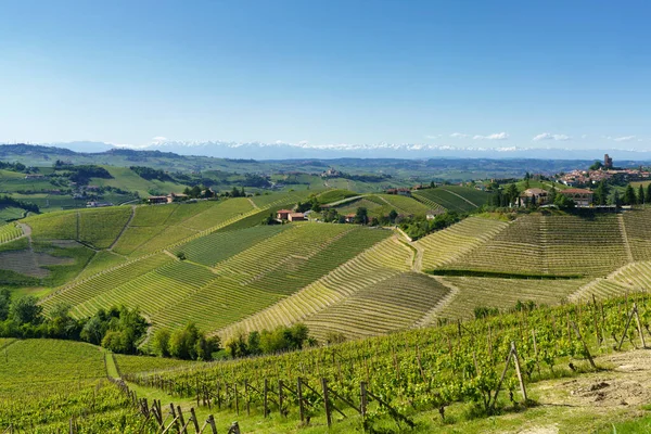 Krajobraz Wiejski Winnic Wiosnę Langhe Koło Alby Prowincja Cuneo Piemont — Zdjęcie stockowe