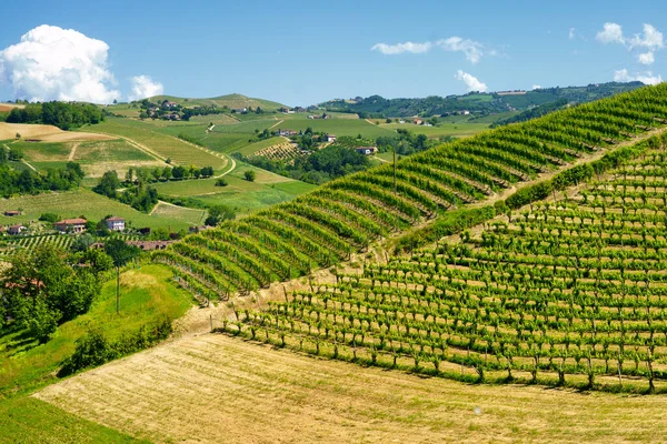 Paysage Rural Vignobles Printemps Langhe Province Cuneo Piémont Italie Site — Photo