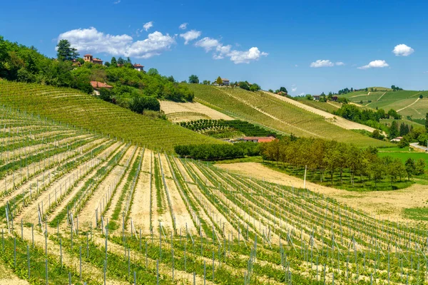 Krajobraz Wiejski Winnic Wiosnę Langhe Prowincja Cuneo Piemont Włochy Unesco — Zdjęcie stockowe