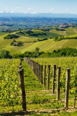 Bahar zamanı Langhe 'de Alba, Cuneo ili, Piedmont, İtalya, Unesco Dünya Mirası Bölgesi yakınlarındaki üzüm bağlarının kırsal manzarası.