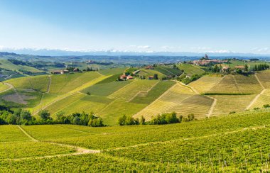 Bahar zamanı Langhe 'de Alba, Cuneo ili, Piedmont, İtalya, Unesco Dünya Mirası Bölgesi yakınlarındaki üzüm bağlarının kırsal manzarası.