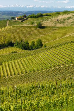 Bahar zamanı Langhe 'de Alba, Cuneo ili, Piedmont, İtalya, Unesco Dünya Mirası Bölgesi yakınlarındaki üzüm bağlarının kırsal manzarası.