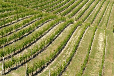Bahar zamanı Langhe 'de Alba, Cuneo ili, Piedmont, İtalya, Unesco Dünya Mirası Bölgesi yakınlarındaki üzüm bağlarının kırsal manzarası.