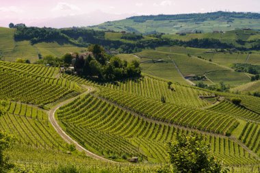 Bahar zamanı Langhe 'de Alba, Cuneo ili, Piedmont, İtalya, Unesco Dünya Mirası Bölgesi yakınlarındaki üzüm bağlarının kırsal manzarası.