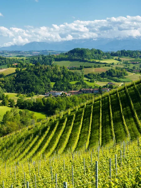 Krajobraz Wiejski Winnic Wiosnę Langhe Koło Alby Prowincja Cuneo Piemont — Zdjęcie stockowe