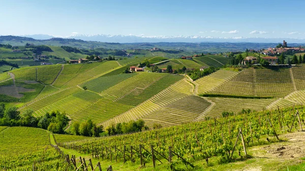 Landsbygdslandskap Våren Langhe Nära Alba Cuneoprovinsen Piemonte Italien Unescos Världsarv — Stockfoto
