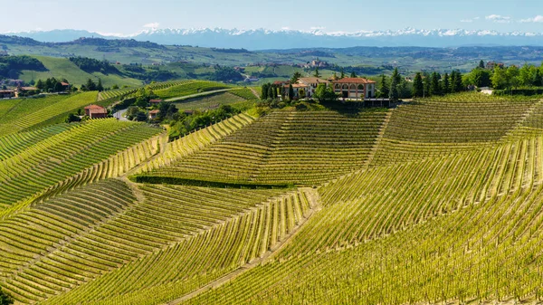 Landsbygdslandskap Våren Langhe Nära Alba Cuneoprovinsen Piemonte Italien Unescos Världsarv — Stockfoto