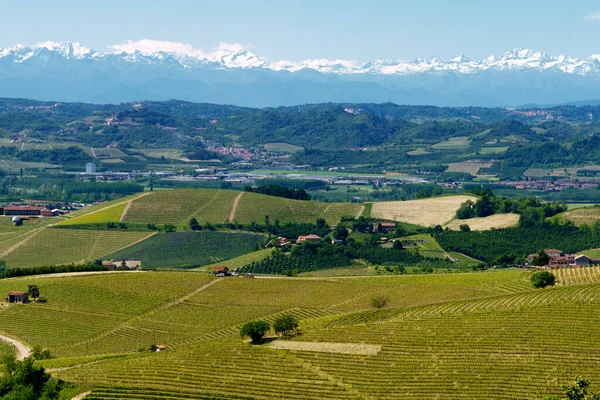 Bahar Zamanı Langhe Alba Cuneo Ili Piedmont Talya Unesco Dünya — Stok fotoğraf