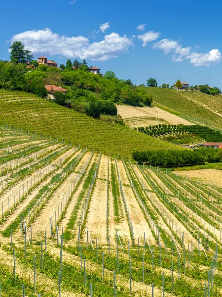 Krajobraz Wiejski Winnic Wiosnę Langhe Prowincja Cuneo Piemont Włochy Unesco — Zdjęcie stockowe