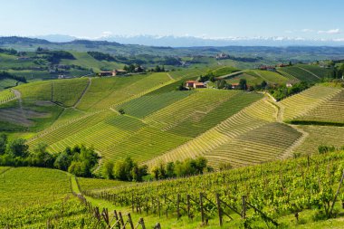 Rural landscape of vineyards at springtime in Langhe near Alba, Cuneo province, Piedmont, Italy, Unesco World Heritage Site. clipart