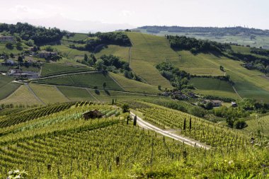 Bahar zamanı Langhe 'de Alba, Cuneo ili, Piedmont, İtalya, Unesco Dünya Mirası Bölgesi yakınlarındaki üzüm bağlarının kırsal manzarası.